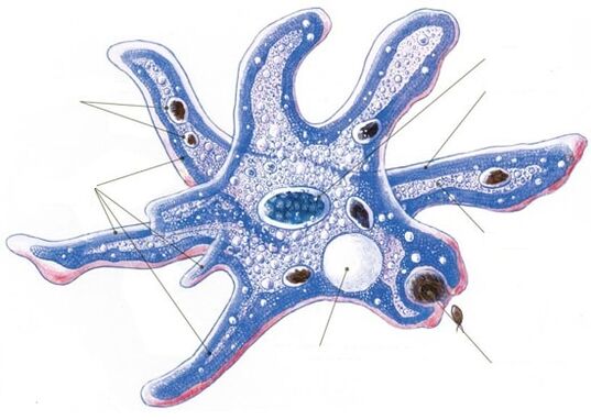 Struktur eines Protozoenparasiten